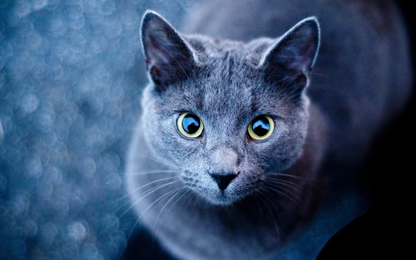 кот, взгляд, глаза