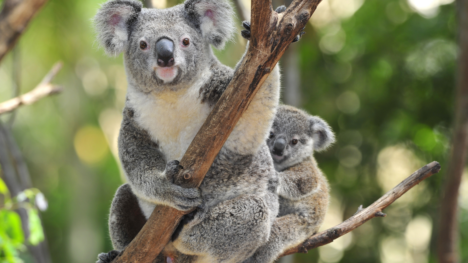 коала, животные, взгляд