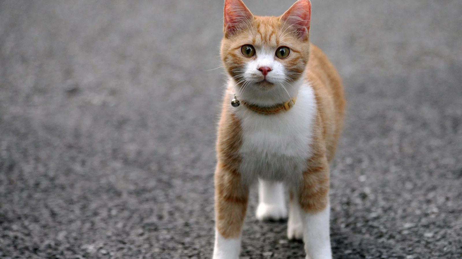 кошка, животные, взгляд