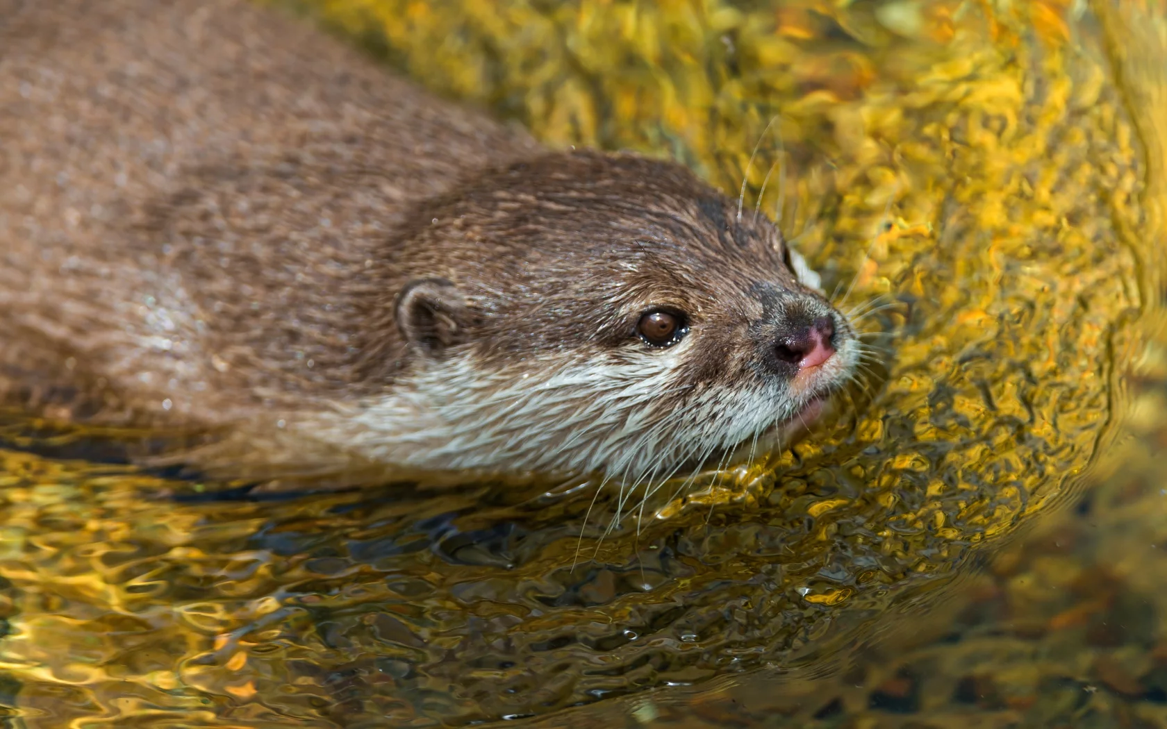 выдра, вода