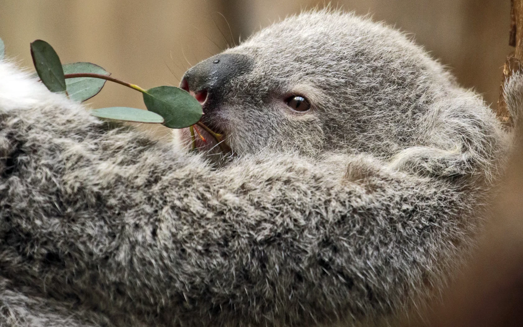 коала, дерево