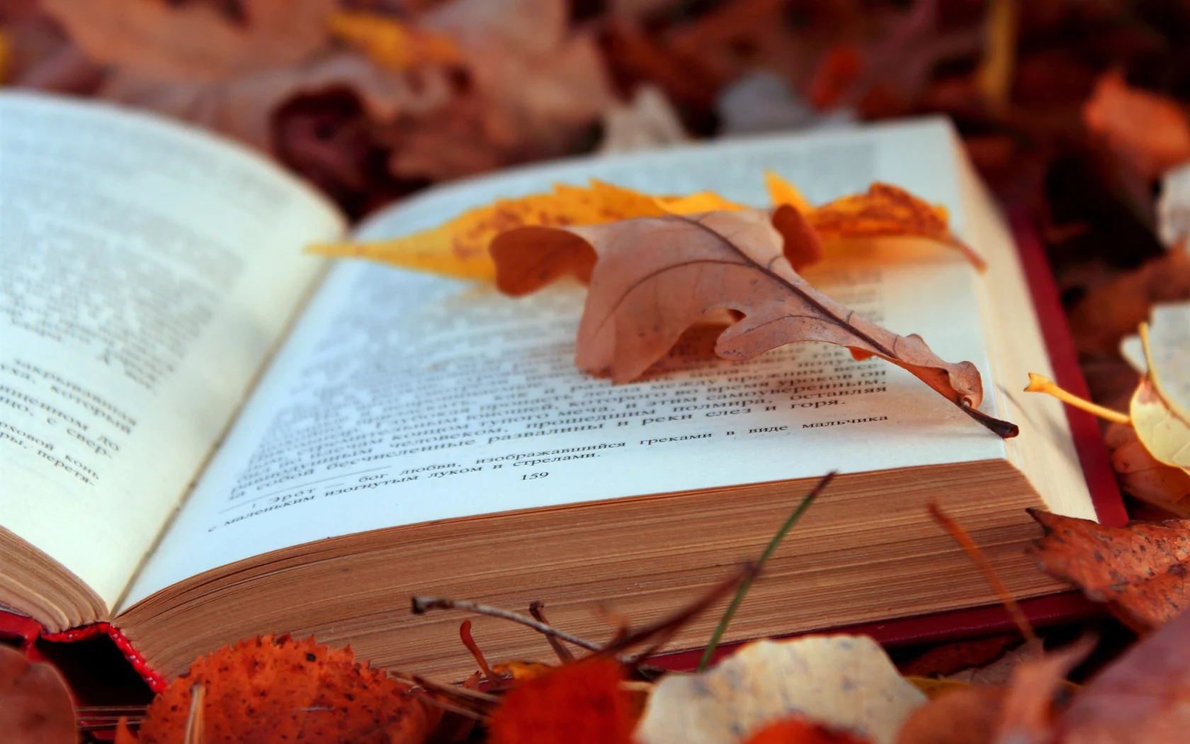книга, листья, осень