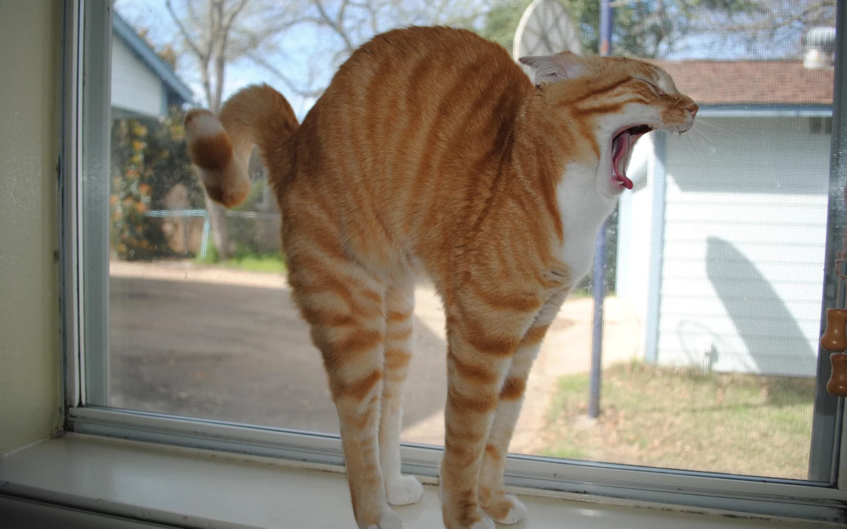 кошка, подоконник