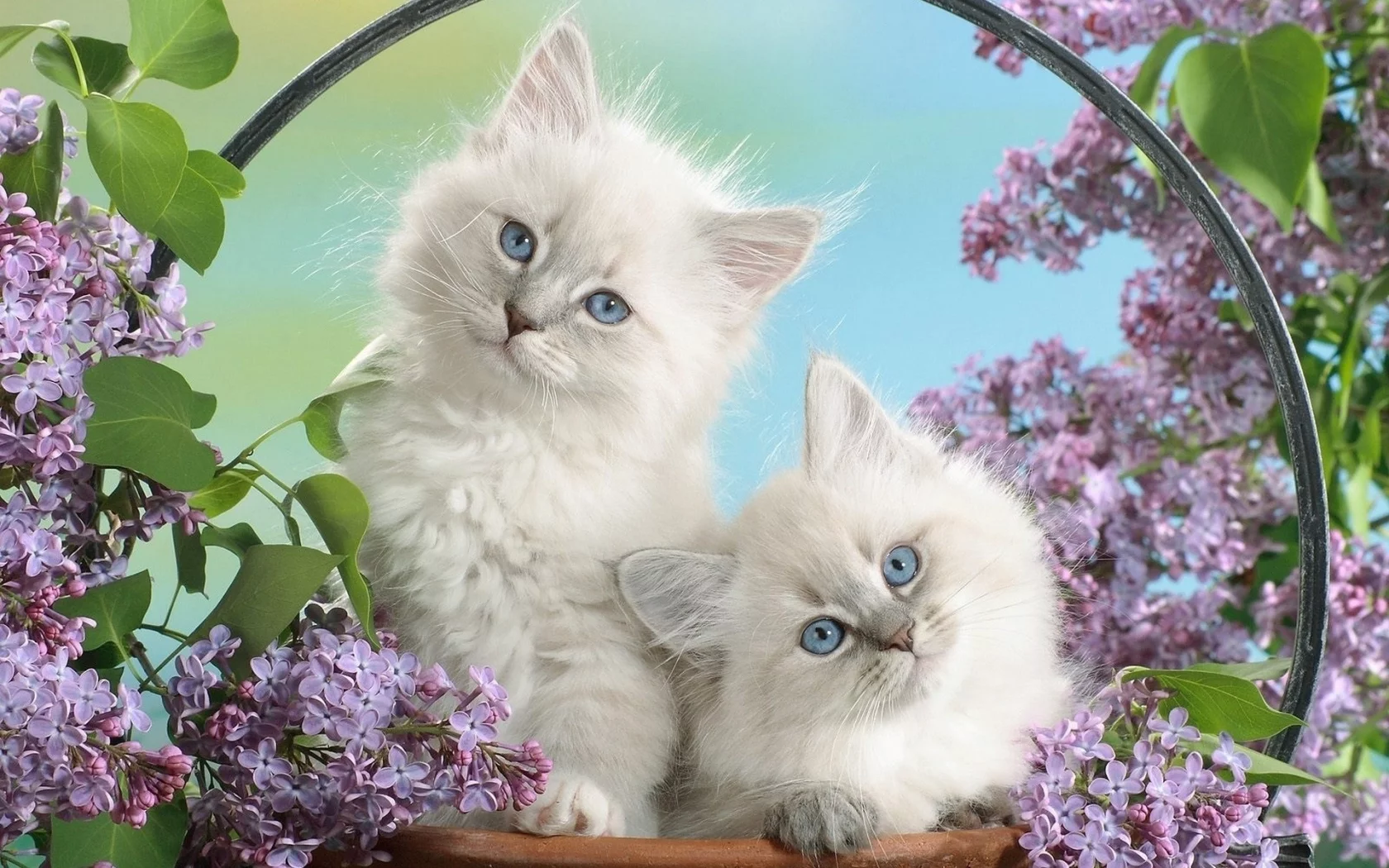 котята, животные, сирень