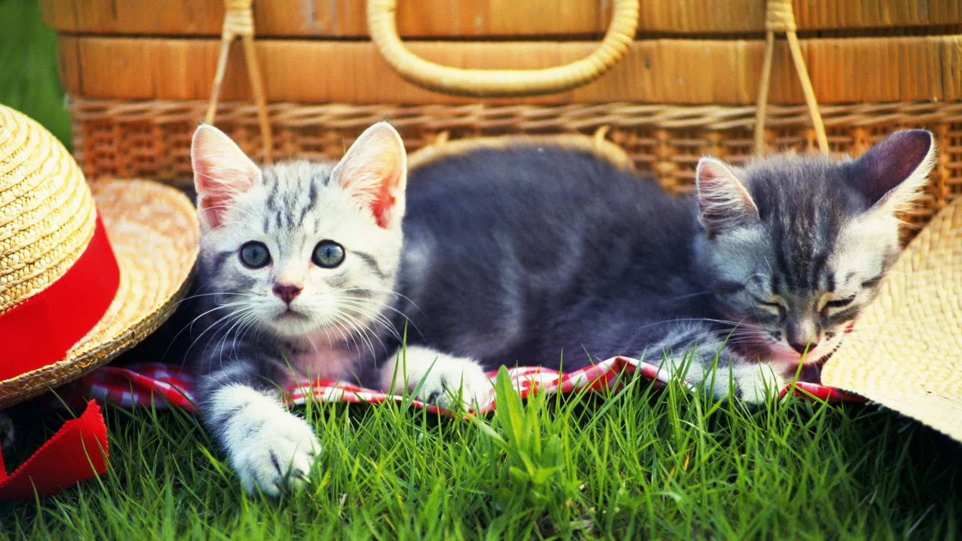 котята, взгляд, животные