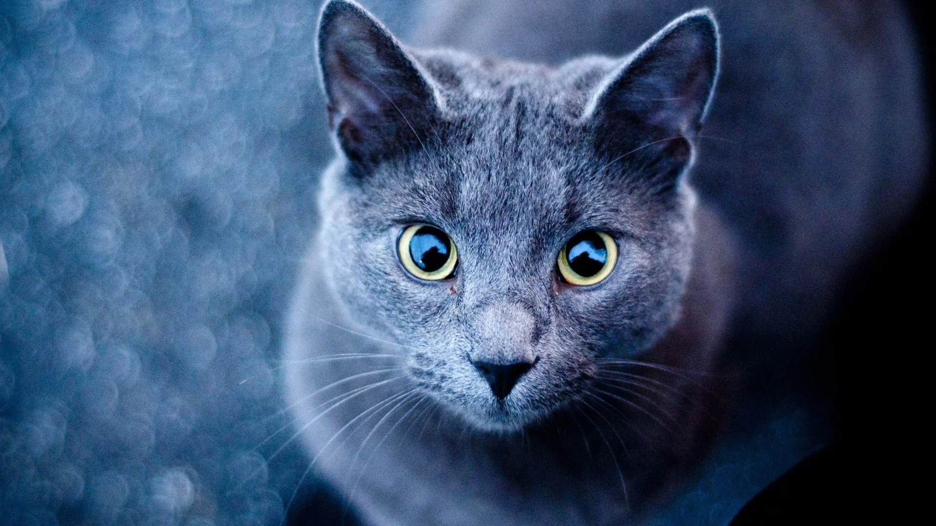 кот, взгляд, глаза