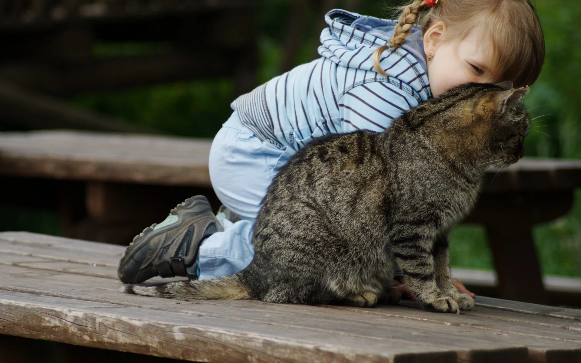 кошка, животные, взгляд, уши