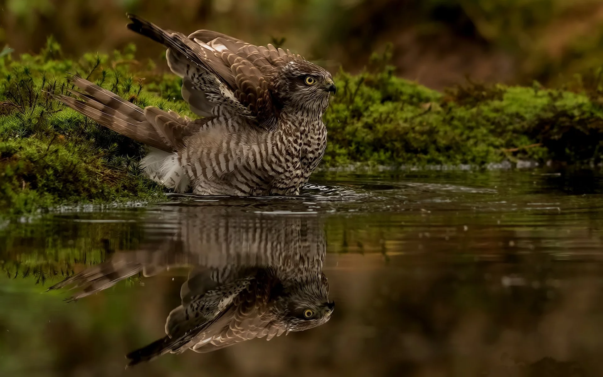 вода, птица, отражение