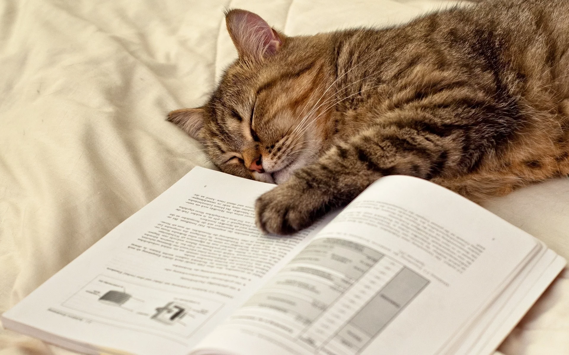 кот, книга