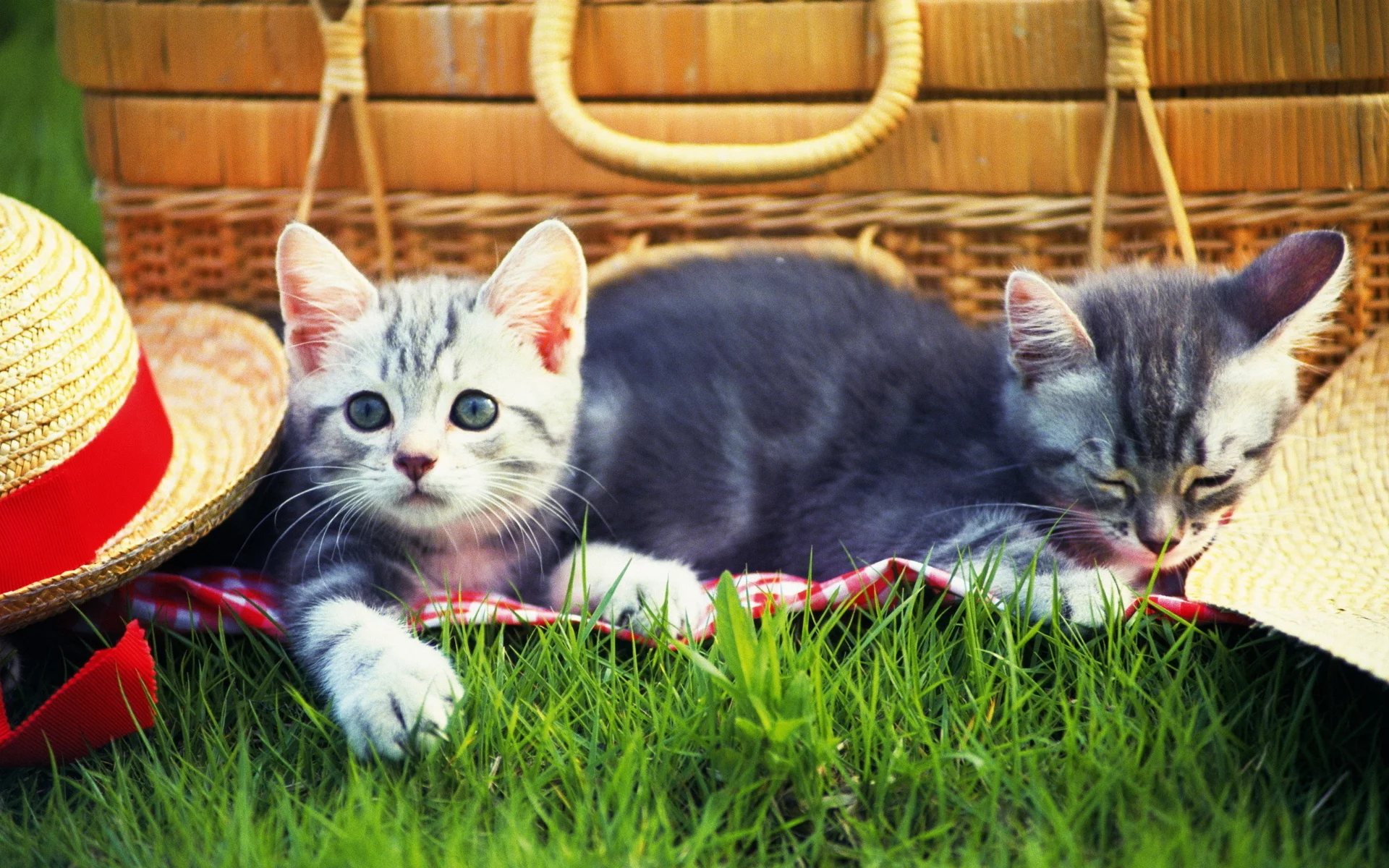 котята, взгляд, животные