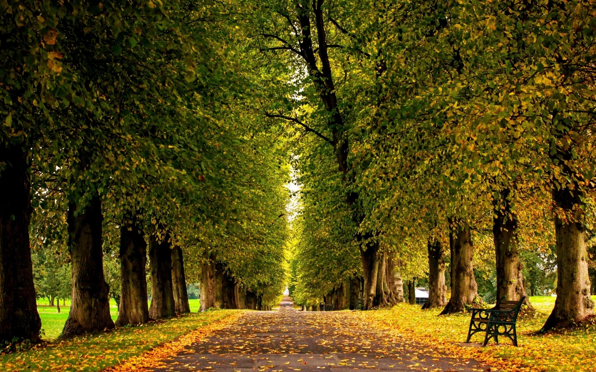 парк, деревья, листопад, осень