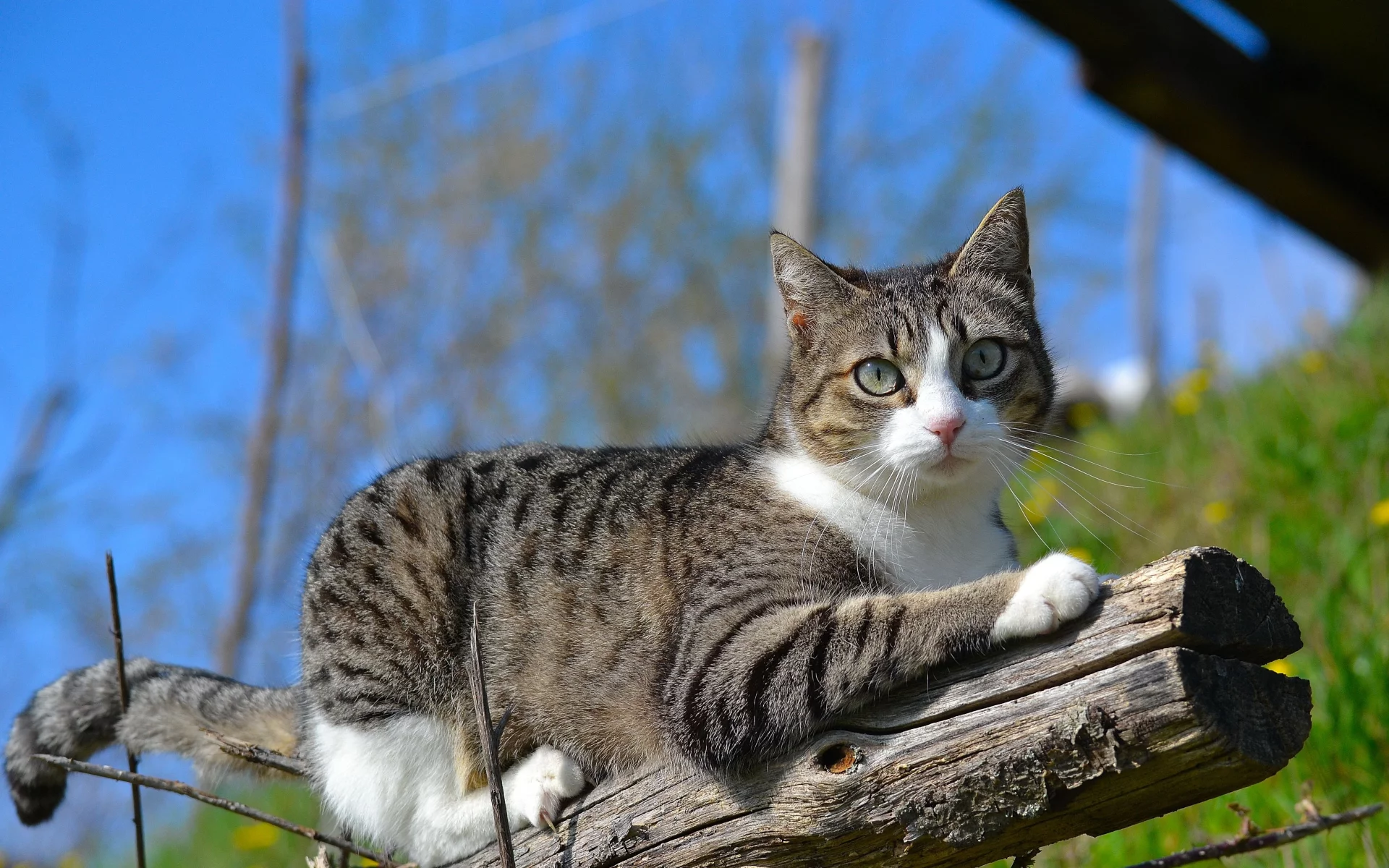 кот, бревно