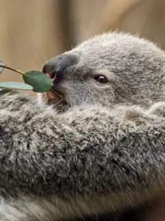 коала, дерево
