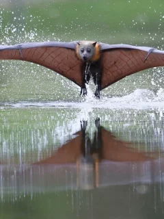 летучая мышь, вода