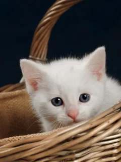 кошка, животные, взгляд, уши