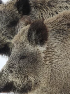 кабан, снег