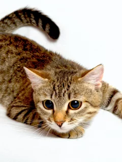 кот, взгляд
