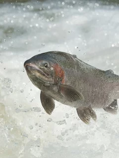 лосось, вода