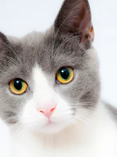 кот, взгляд, усы