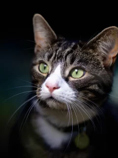 кот, взгляд, усы