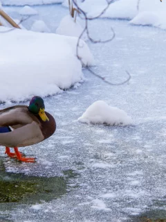 утка, вода, снег, лёд