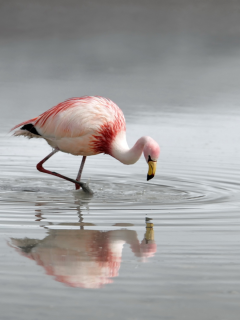 фламинго, розовый, пти, вода