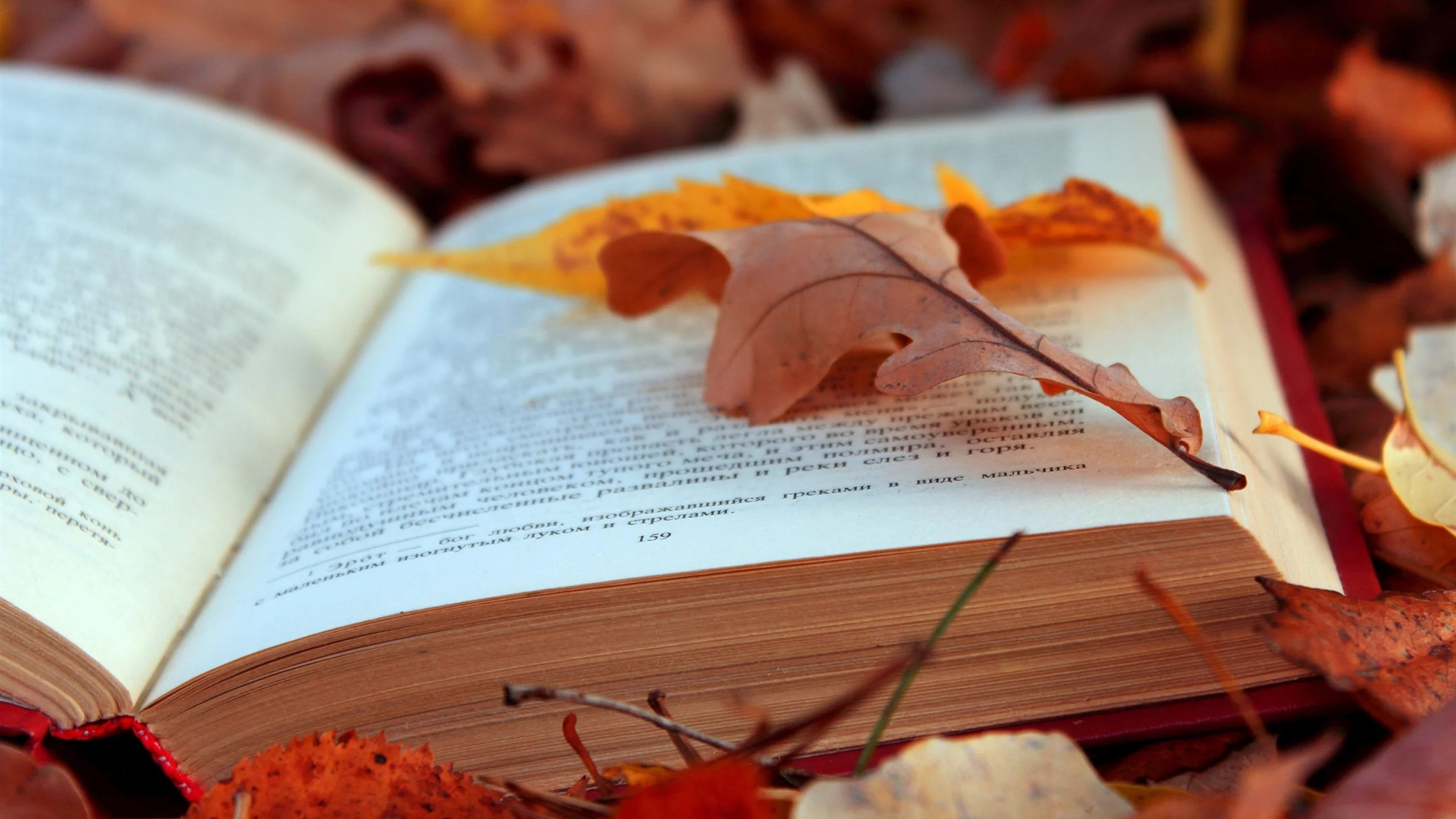 книга, листья, осень