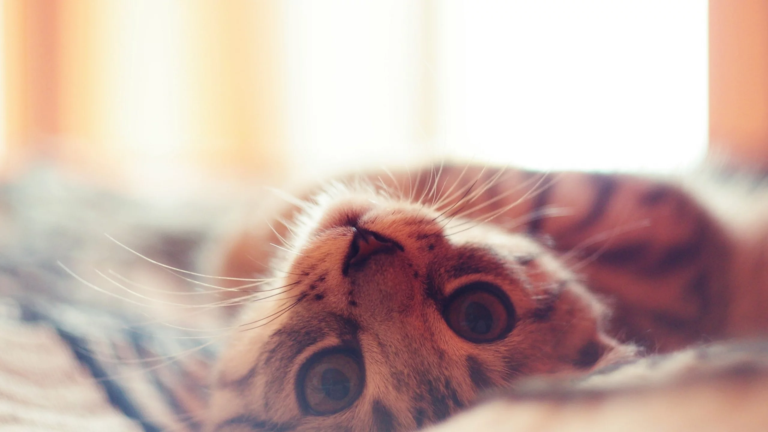 кошка, животное, взгляд