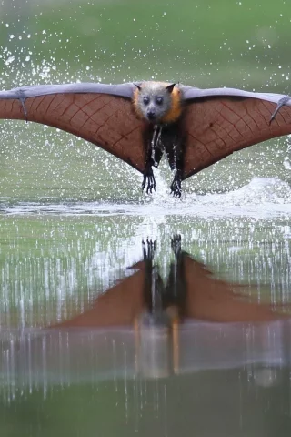 летучая мышь, вода