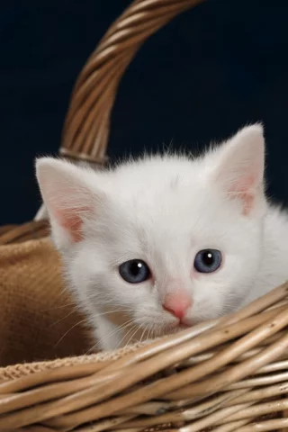 кошка, животные, взгляд, уши