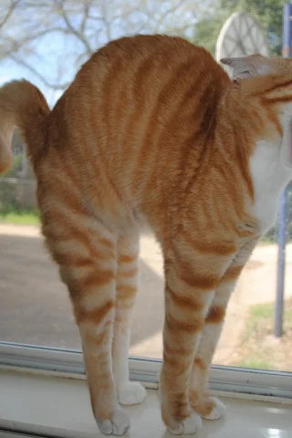 кошка, подоконник