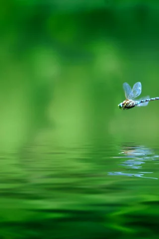 стрекоза, полёт