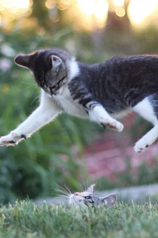 котёнок, играет