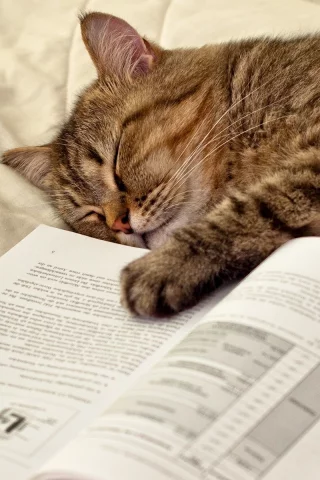кот, книга