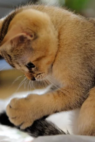 котёнок, играет