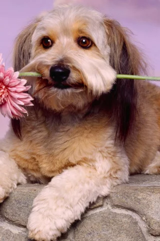 собака, животное, цветок