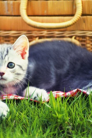 котята, взгляд, животные