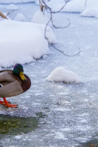 утка, вода, снег, лёд