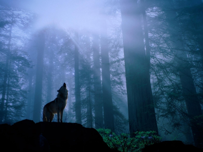 лес, деревья, ночь, волк