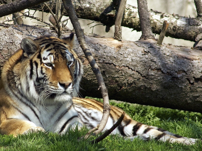тигр, животное, природа