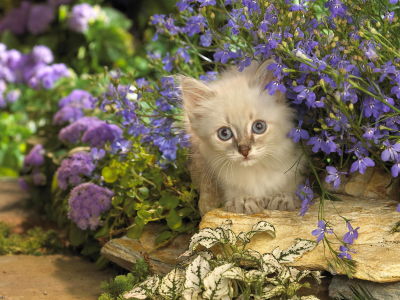 котёнок, цветы