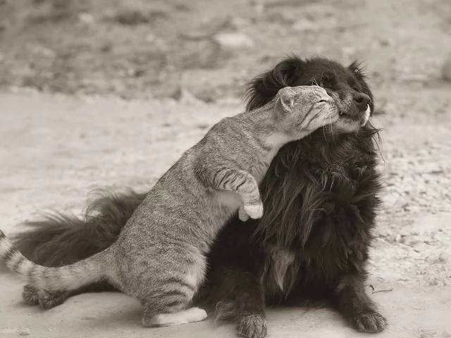 кошка, собака, друзья
