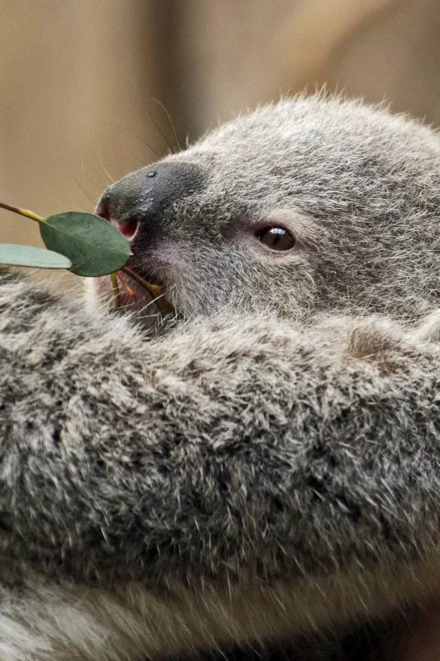 коала, дерево