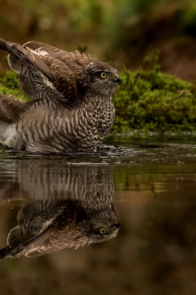 вода, птица, отражение
