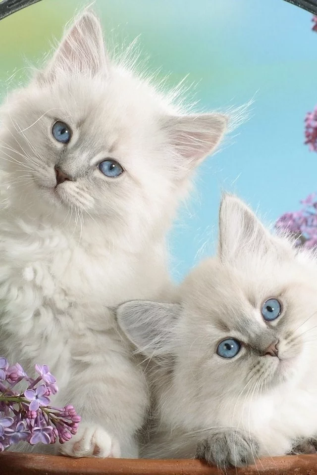 котята, животные, сирень