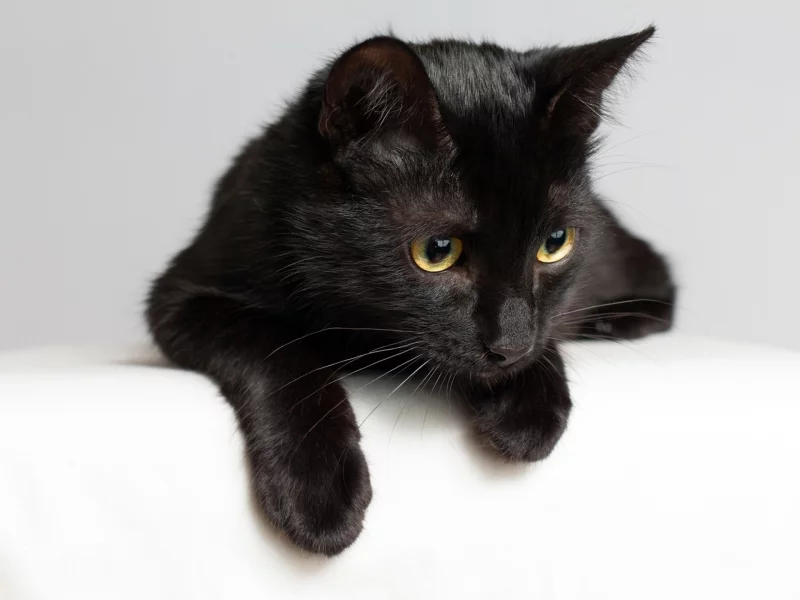 кошка, животные, взгляд, уши