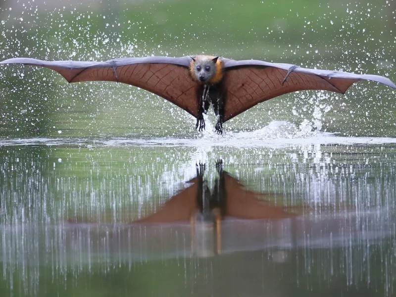 летучая мышь, вода