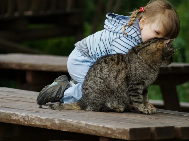 кошка, животные, взгляд, уши