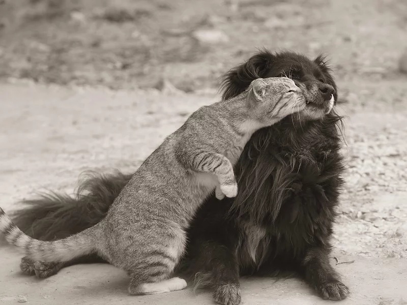кошка, собака, друзья