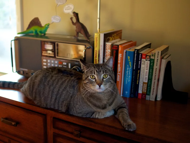 кот, книги